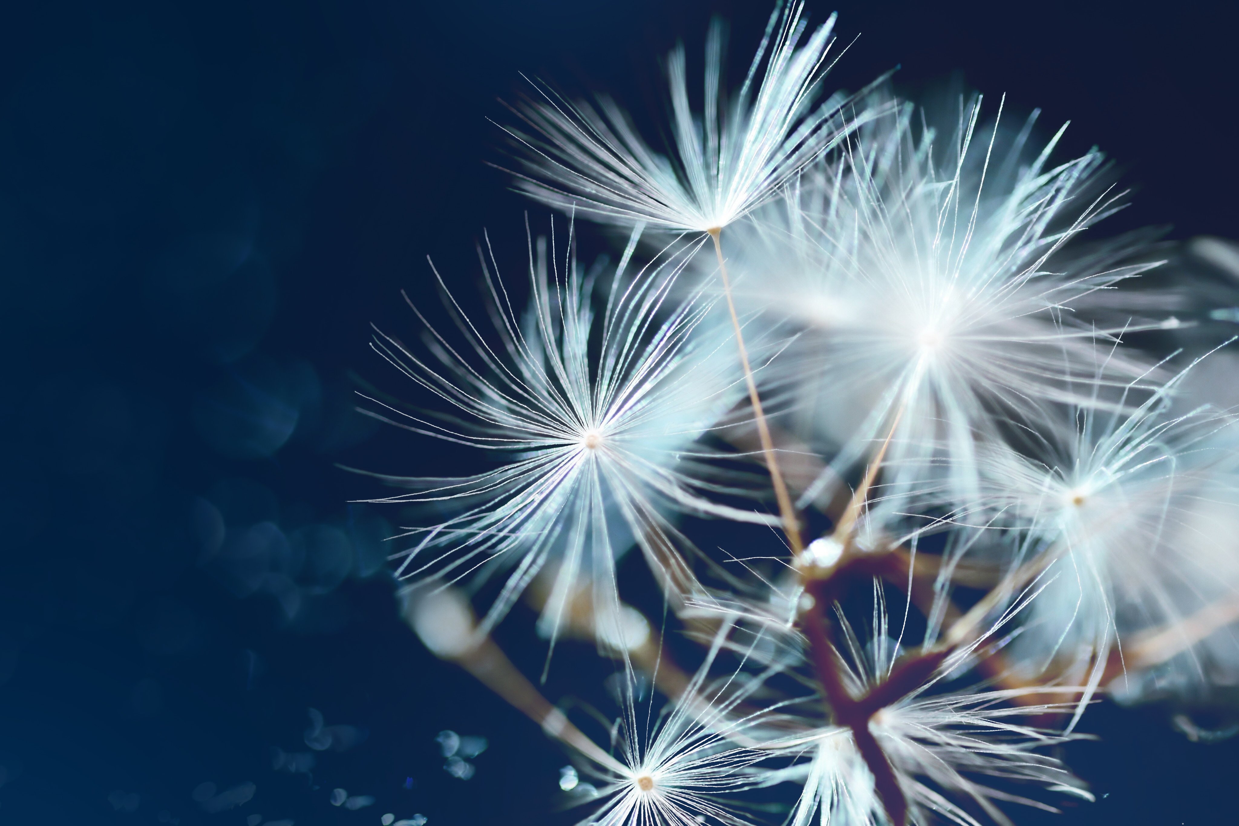 Perpetual Asset Management (Americas)